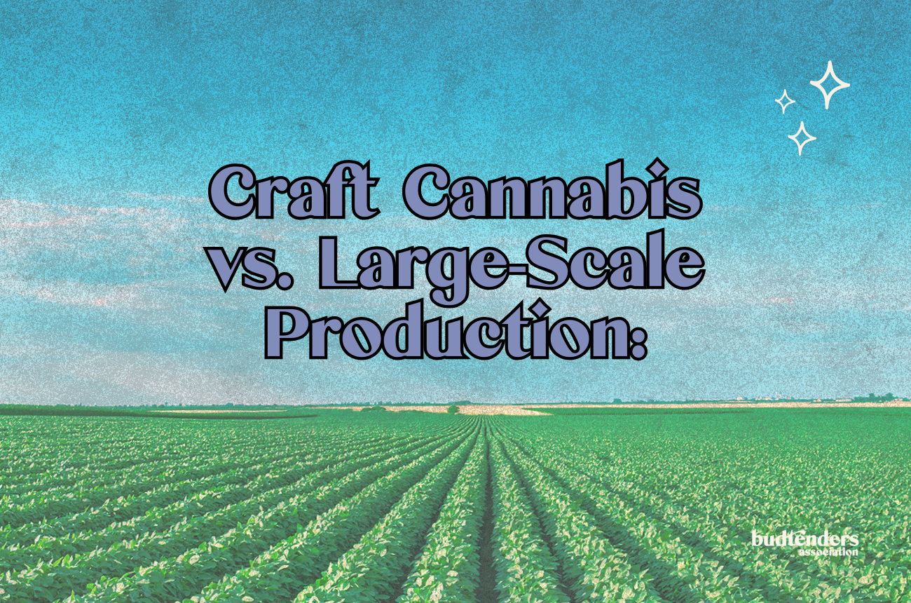 green field and blue sky with text over: Craft Cannabis vs. Large-Scale Production